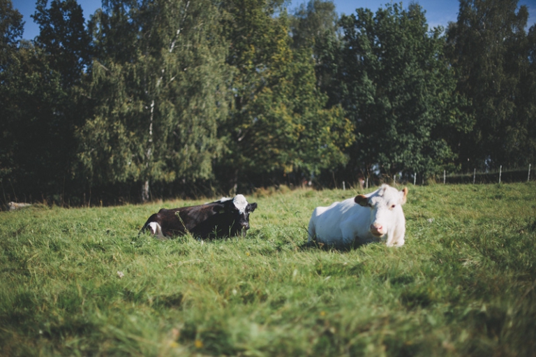 Vallby Friluftsmuseum fotograf Henrik Mill